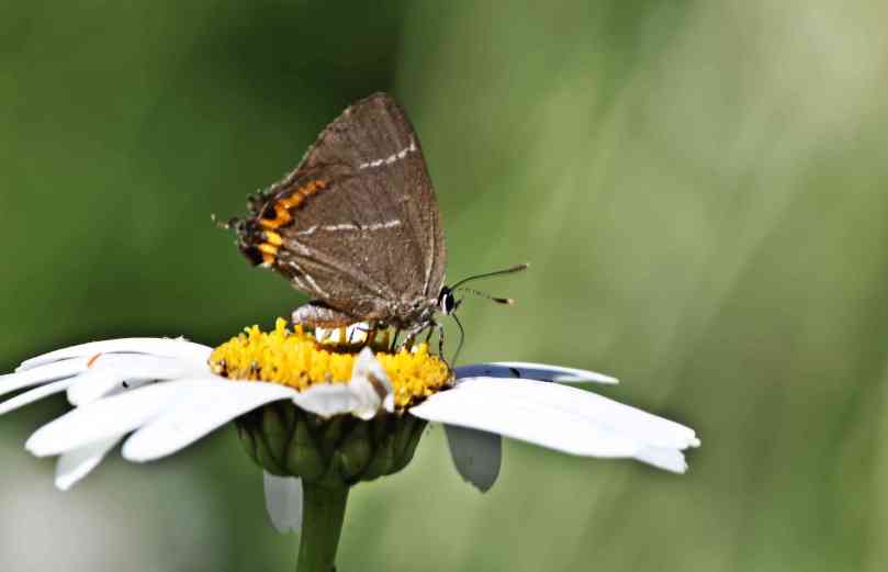 White-letter hairstreak