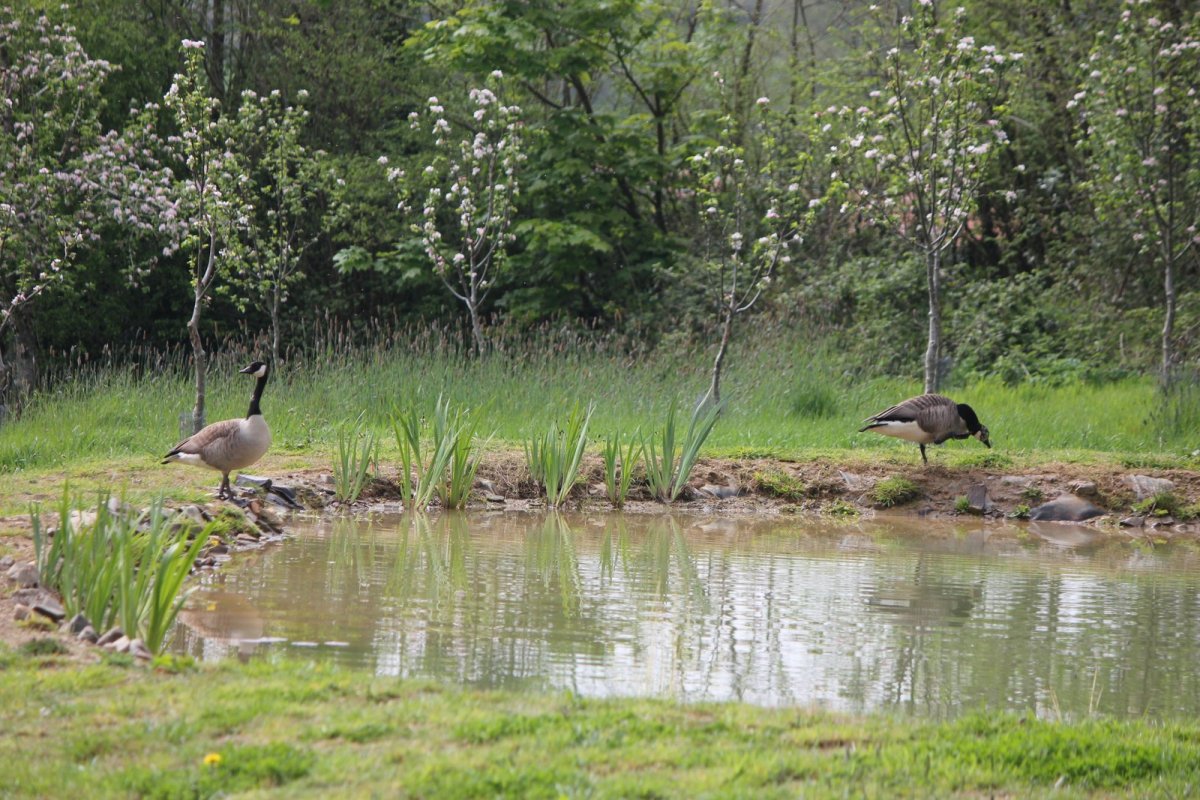 Pair of Canada Geese