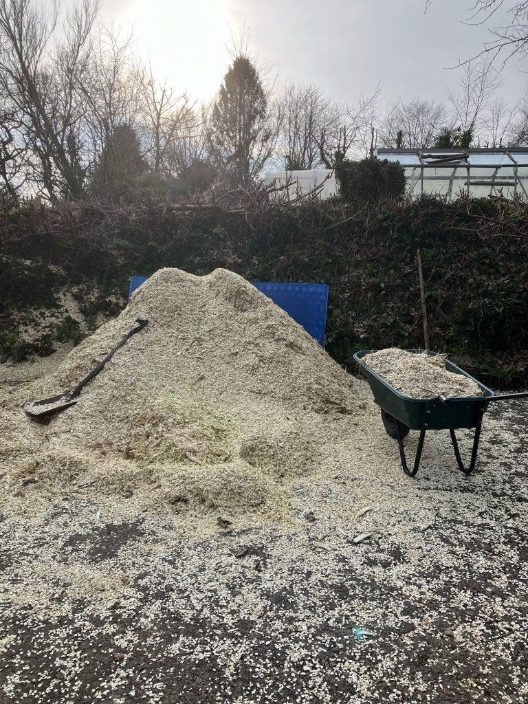 Wood chip from the willow coppice for mulching around the blackcurrant bushes