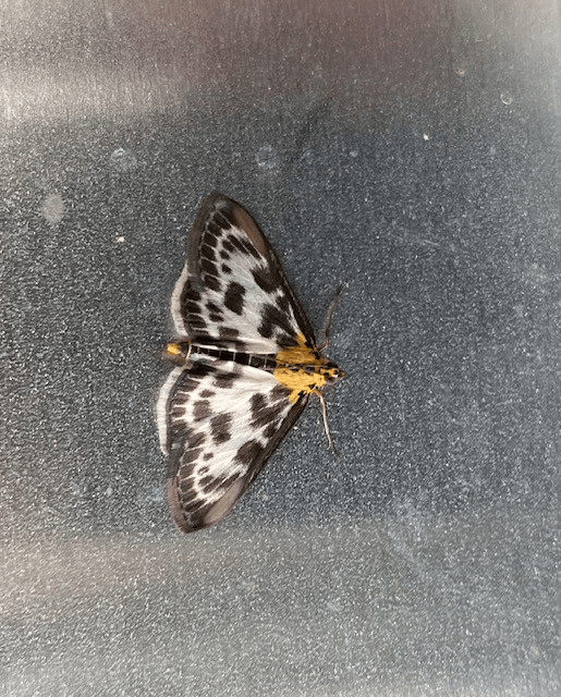 Small Magpie moth