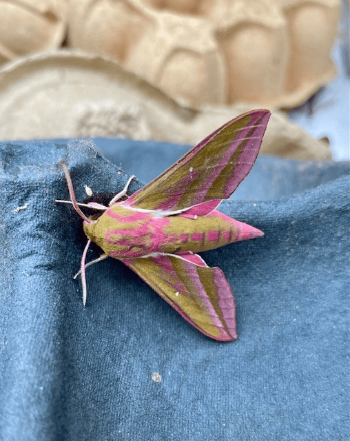 Elephant Hawk moth
