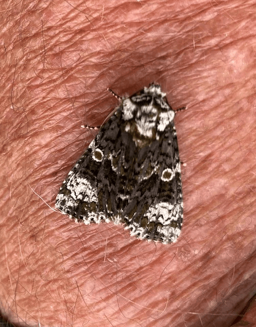Coronet moth