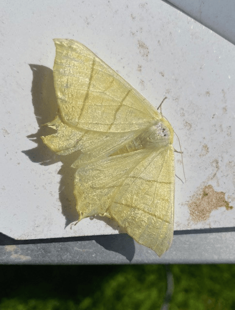 Swallow-tailed moth
