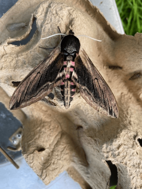 Privet Hawk moth