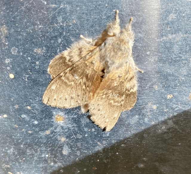 Lobster moth