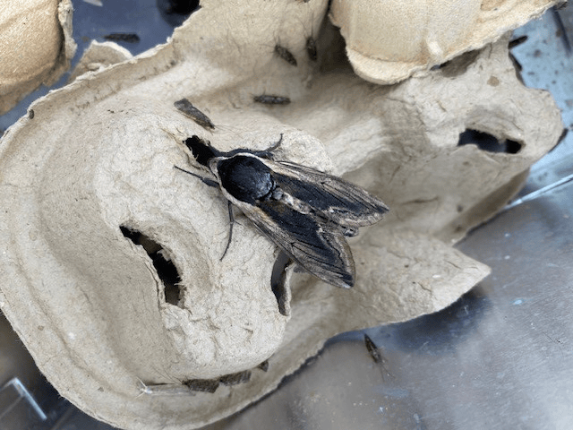 Privet Hawk moth