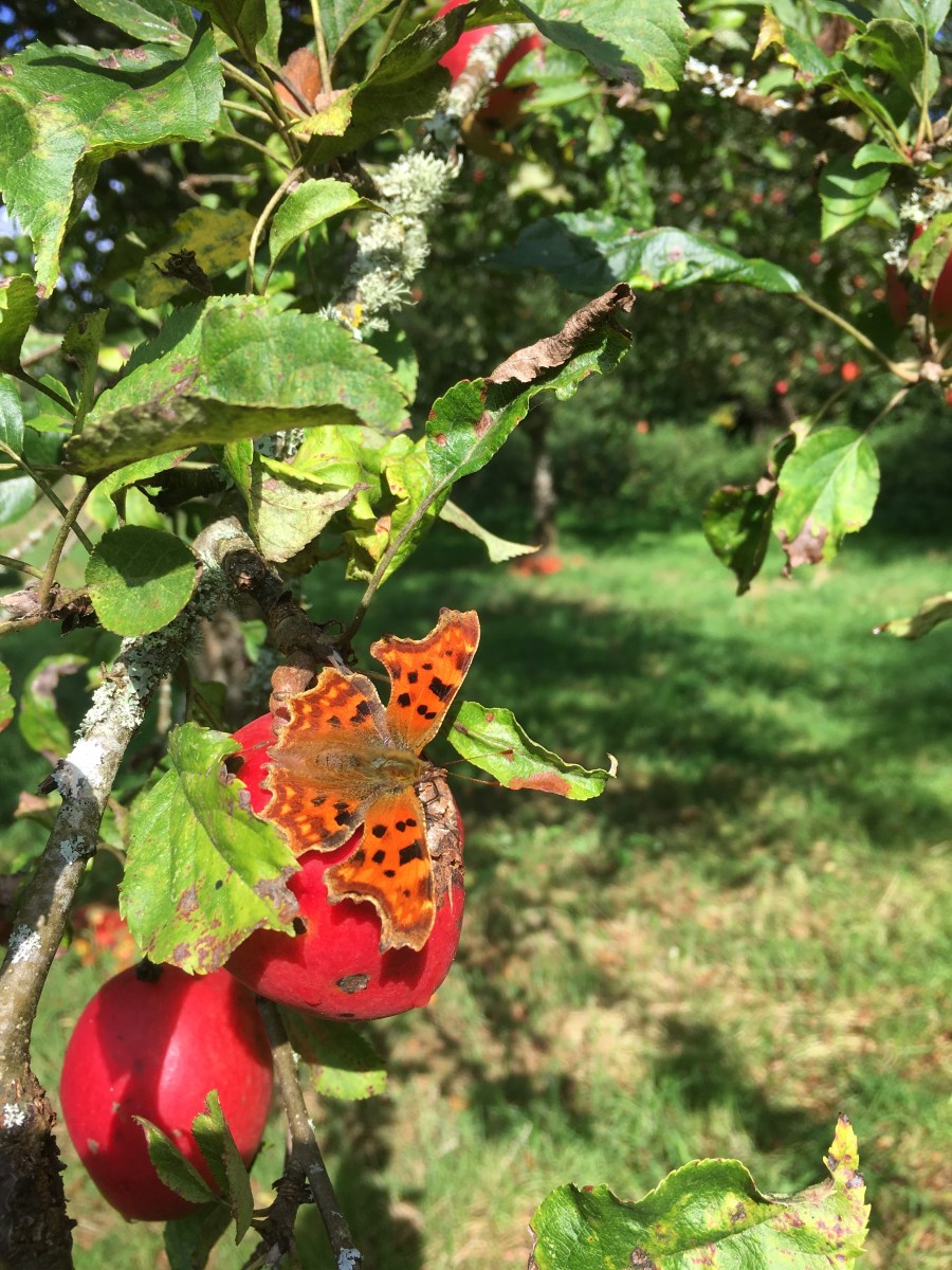 Comma