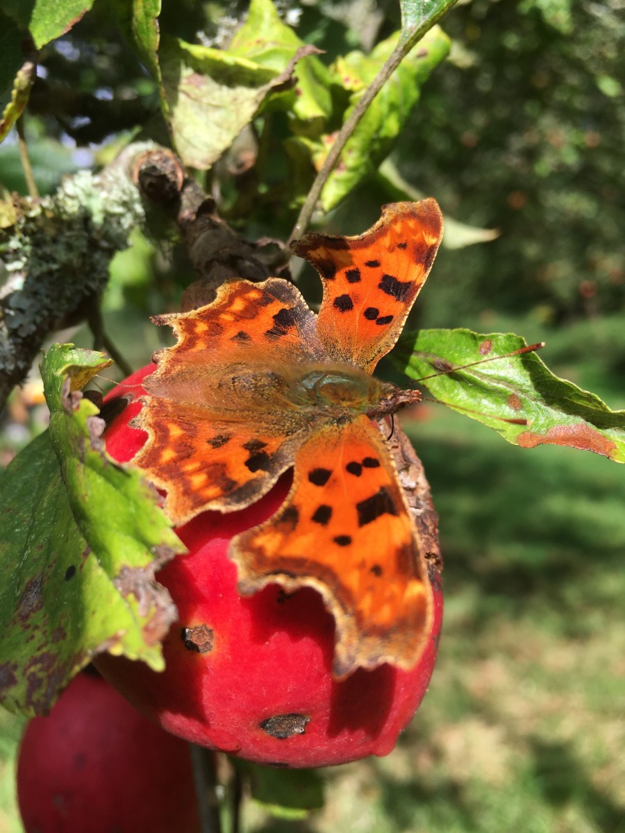 Comma