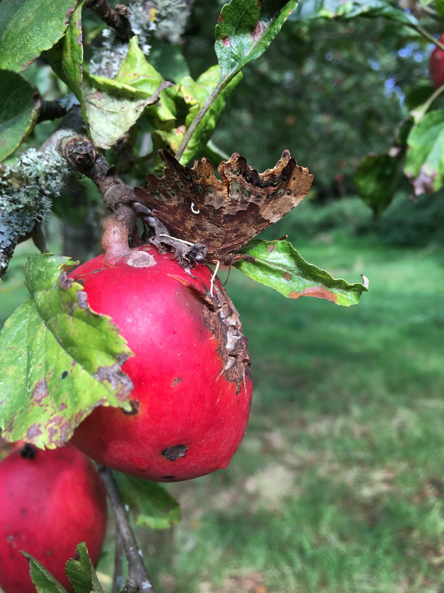 Comma